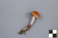 Cortinarius stillatitius image